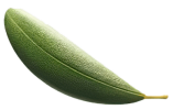 Olive-leaf