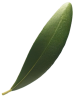 Olive-leaf2